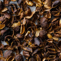Longboard MMGC 2026 Cascara | Filter Roast | Terroir Laboratory