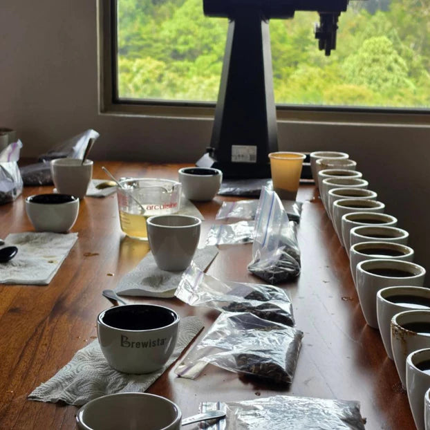 Agricola Geisha | Filter Roast | Terroir Laboratory