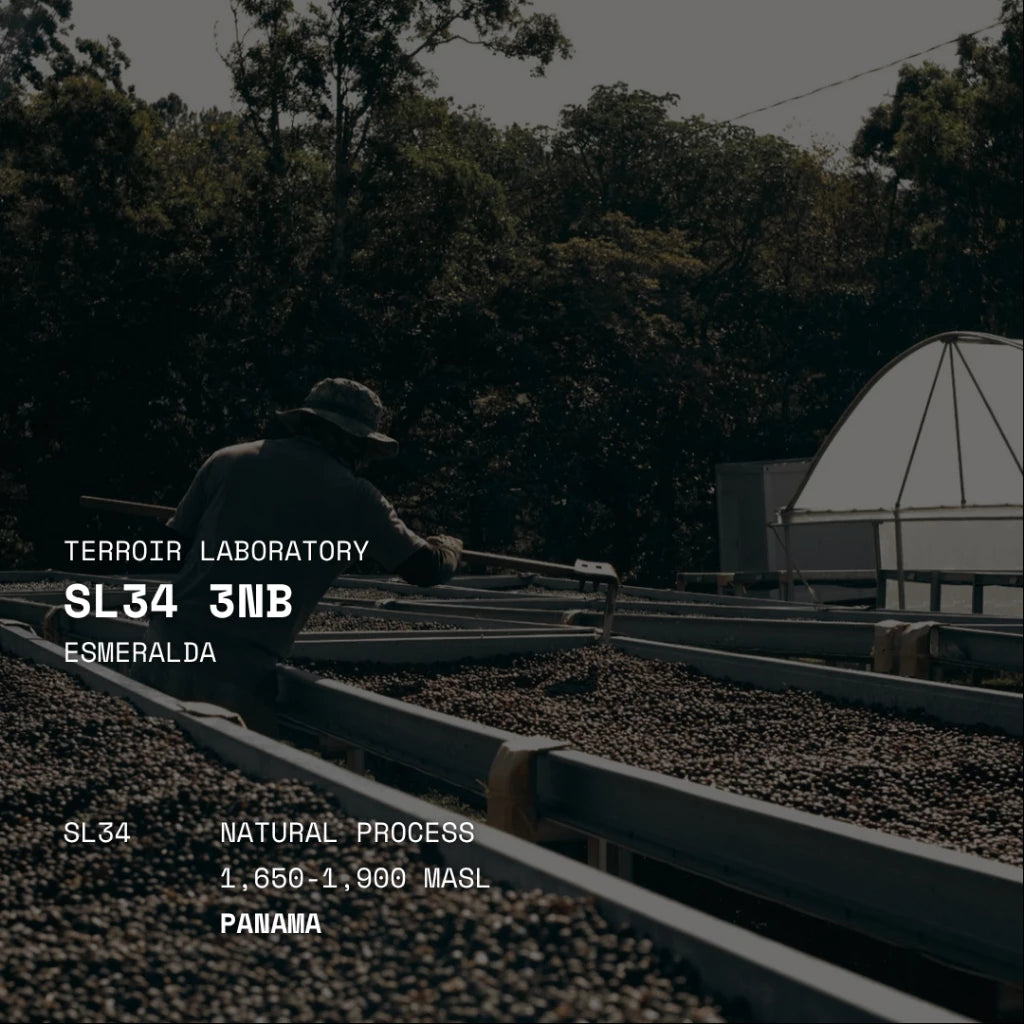 Esmeralda SL34 3NB | Filter Roast | Terroir Laboratory