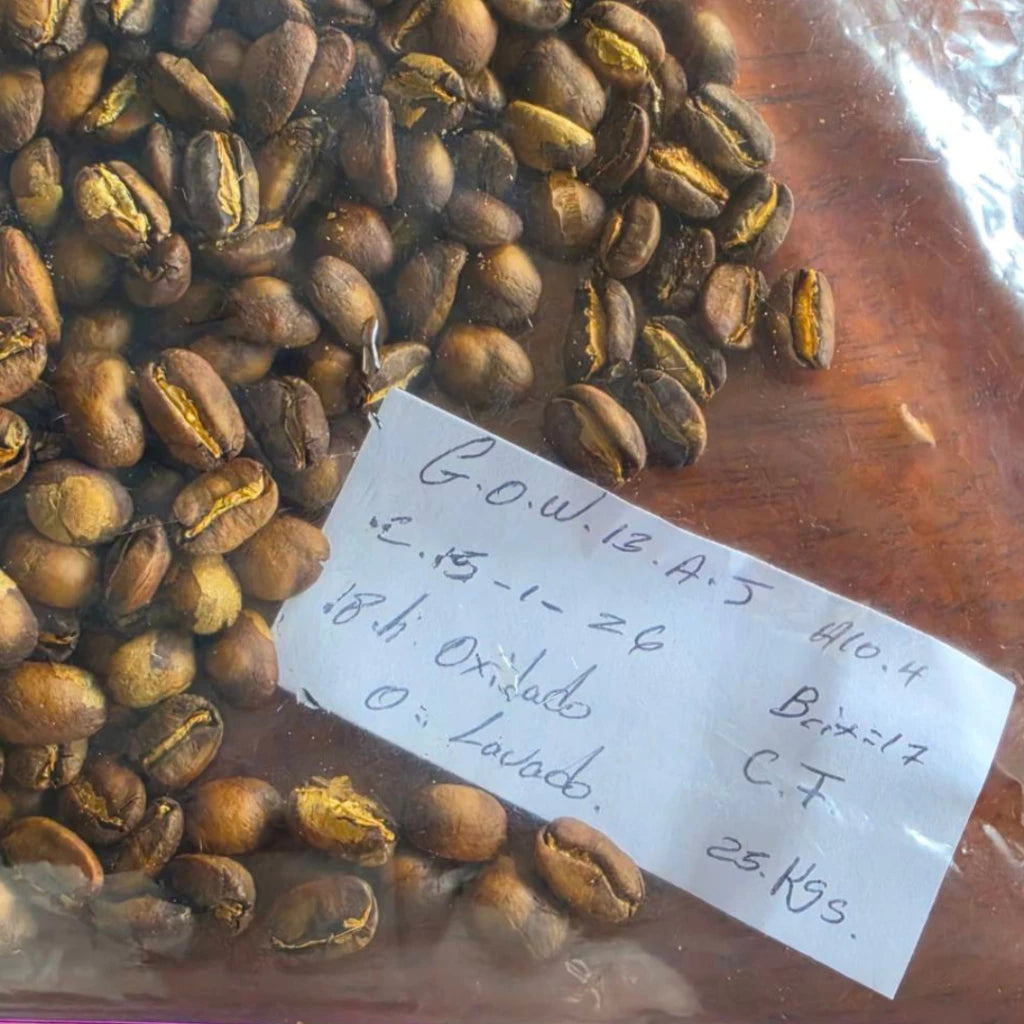 Agricola Geisha | Filter Roast | Terroir Laboratory
