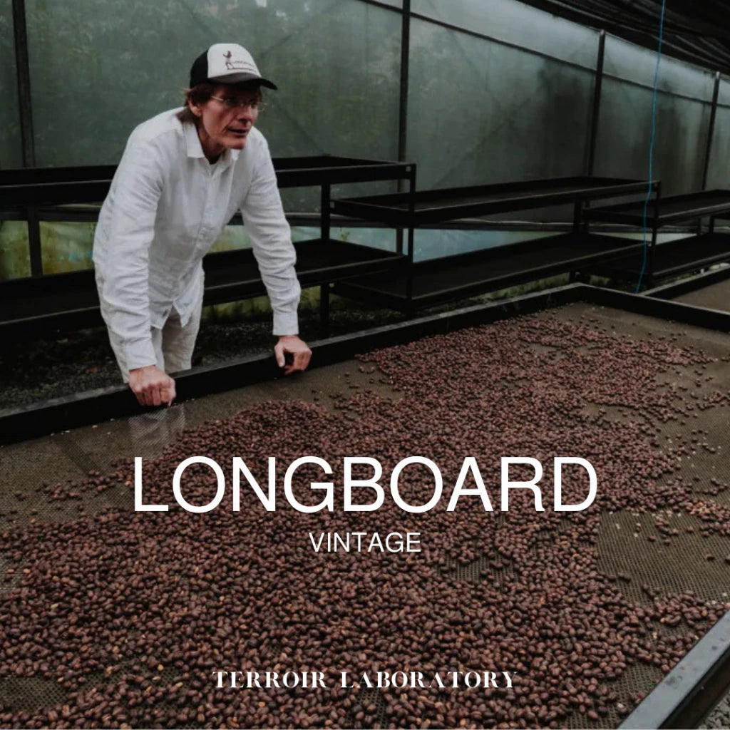 Longboard Vintage | Filter Roast | Terroir Laboratory